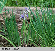 Iris lactea (kosaciec mlecznobiały)