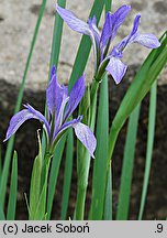 Iris lactea (kosaciec mlecznobiały)