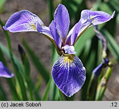 Iris versicolor (kosaciec różnobarwny)