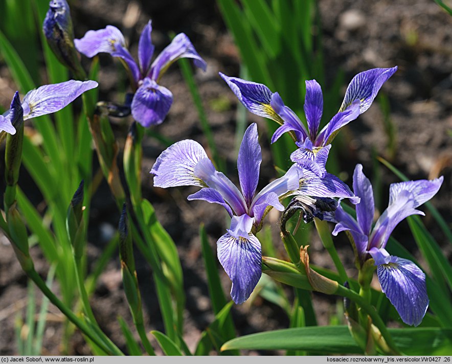 Iris versicolor (kosaciec różnobarwny)