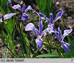 Iris versicolor (kosaciec różnobarwny)