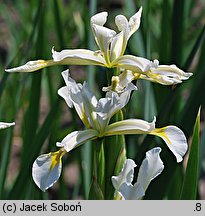 Iris halophila (kosaciec słonolubny)