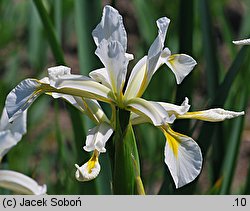 Iris halophila (kosaciec słonolubny)