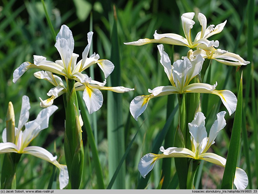 Iris halophila (kosaciec słonolubny)