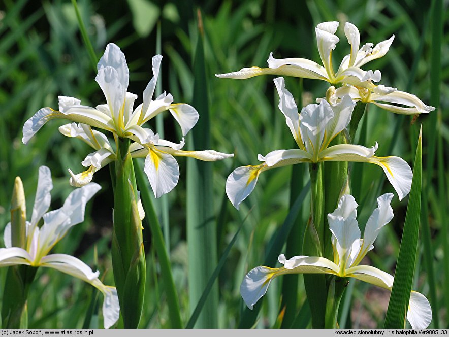 Iris halophila (kosaciec słonolubny)