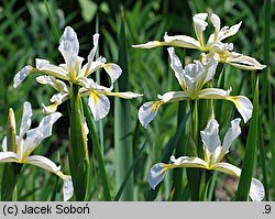 Iris halophila (kosaciec słonolubny)