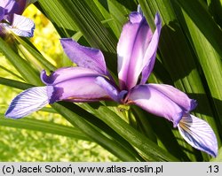 Iris graminea