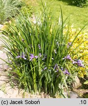 Iris graminea