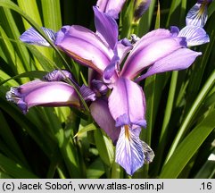 Iris graminea