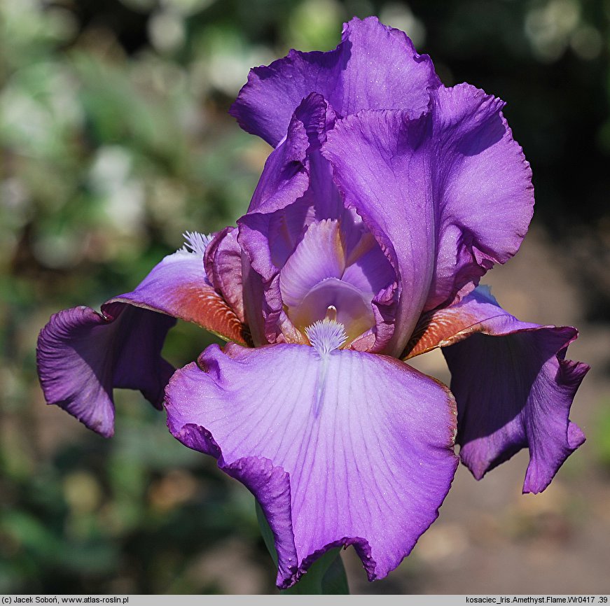 Iris hort. Amethyst Flame