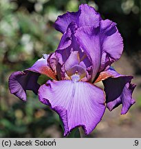 Iris hort. Amethyst Flame