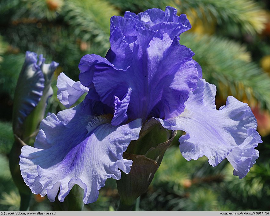 Iris hort. Andrus