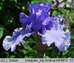 Iris hort. Andrus