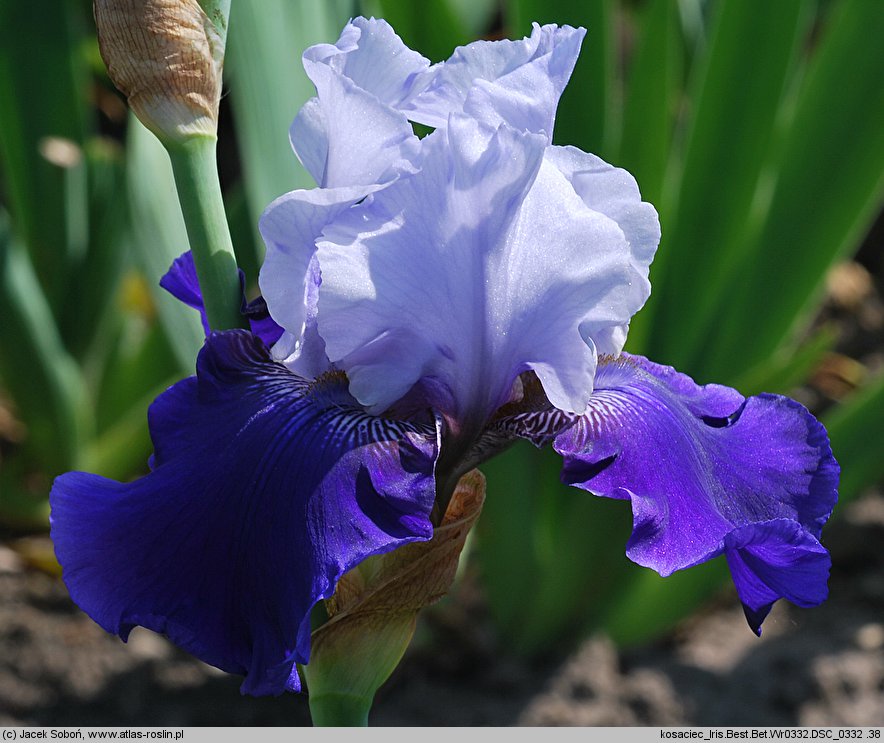 Iris hort. Best Bet