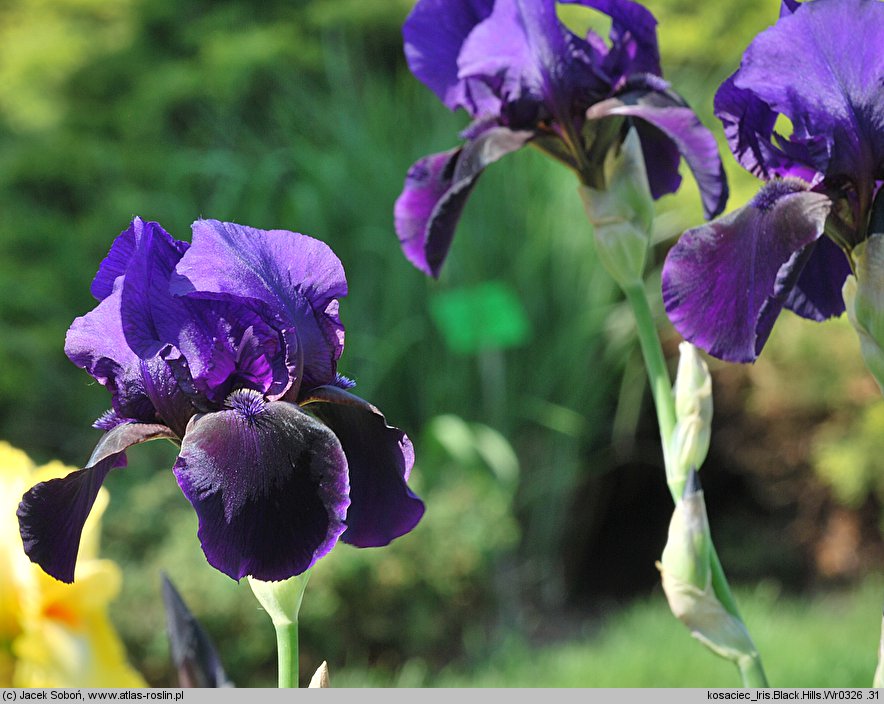 Iris hort. Black Hills