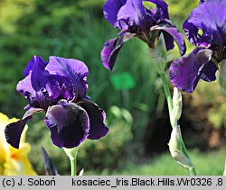 Iris hort. Black Hills
