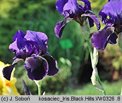 Iris Black Hills