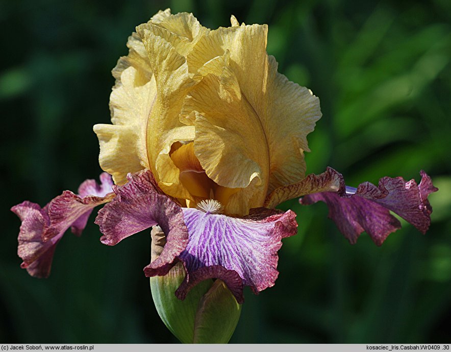 Iris hort. Casbah