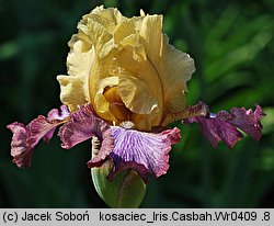 Iris hort. Casbah
