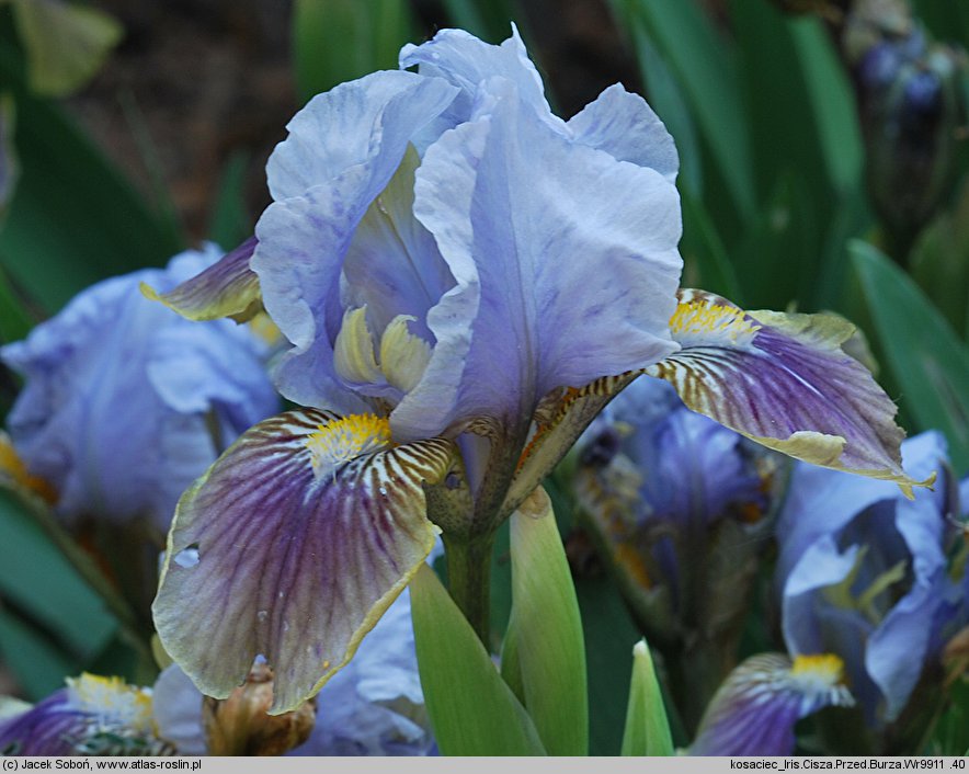 Iris Cisza Przed Burzą