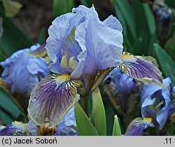 Iris Cisza Przed Burzą