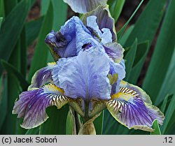 Iris Cisza Przed Burzą