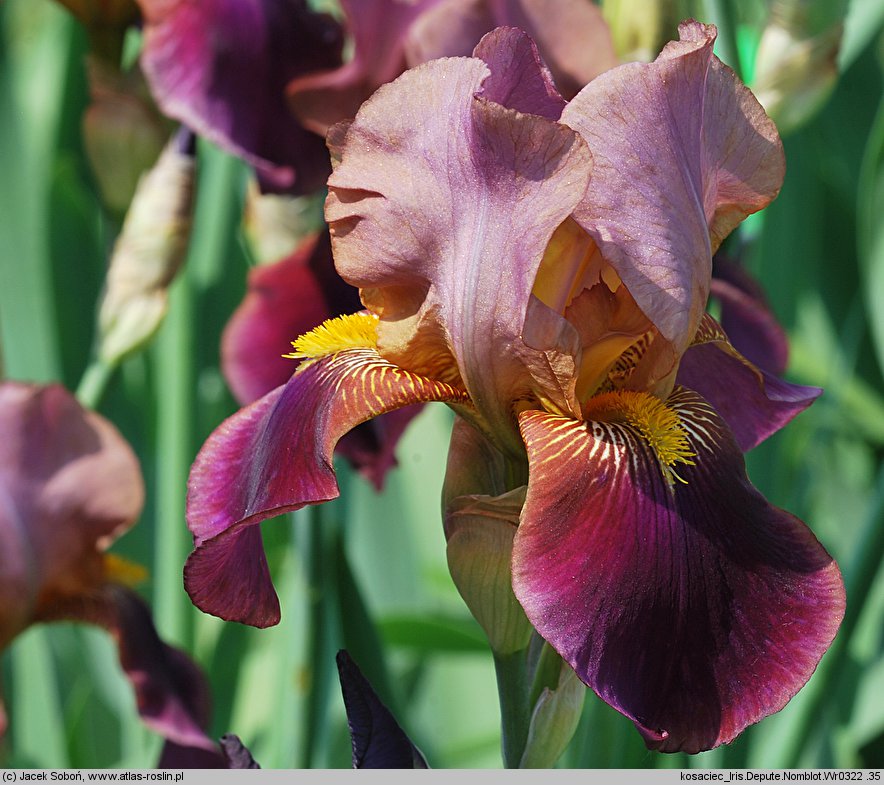 Iris hort. Depute Nomblot