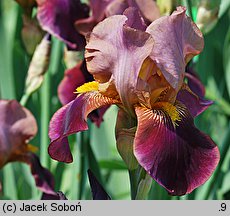 Iris hort. Depute Nomblot