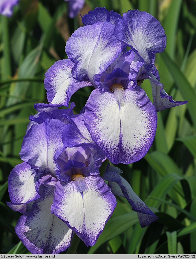 Iris hort. Dotted Swiss
