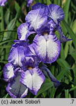 Iris hort. Dotted Swiss