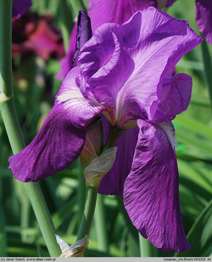 Iris hort. Elmohr