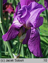 Iris hort. Elmohr