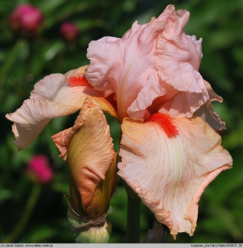 Iris hort. Fairy Fable