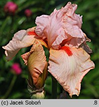 Iris hort. Fairy Fable