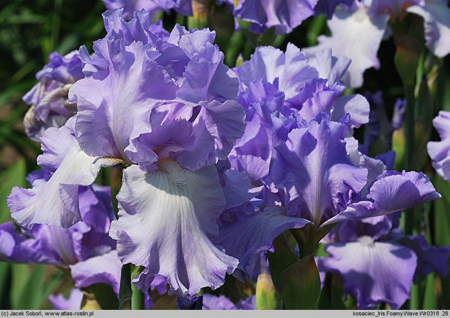 Iris Foamy Wave