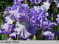 Iris hort. Foamy Wave