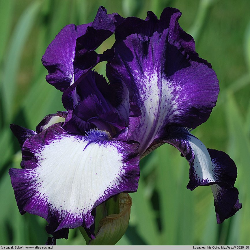 Iris hort. Going My Way