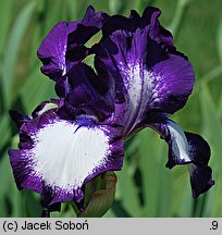 Iris hort. Going My Way