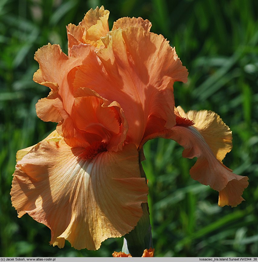 Iris hort. Island Sunset