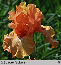 Iris hort. Island Sunset