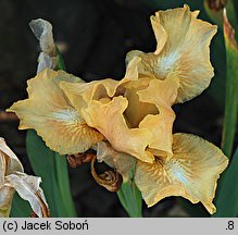 Iris hort. Jutrzenka