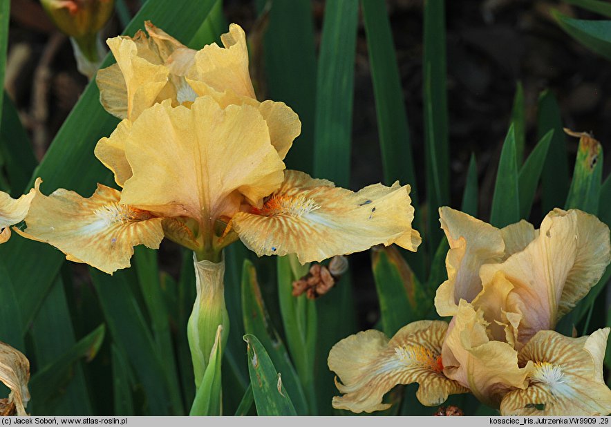 Iris hort. Jutrzenka
