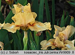 Iris hort. Jutrzenka