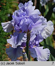 Iris hort. Kaszub