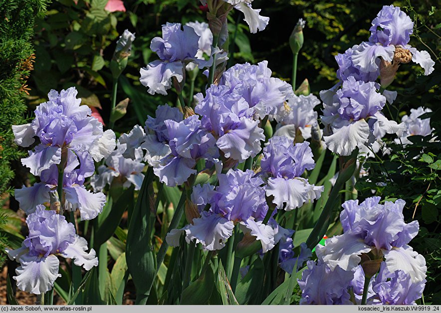 Iris hort. Kaszub