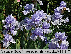 Iris hort. Kaszub