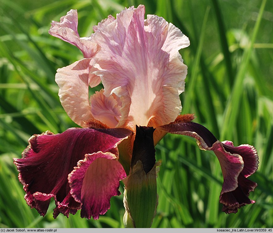 Iris hort. Latin Lover