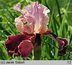 Iris hort. Latin Lover