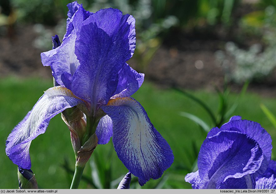 Iris hort. Lela Dixon