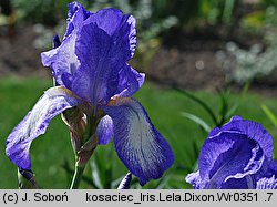Iris hort. Lela Dixon